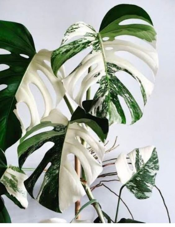 Monstera white tiger